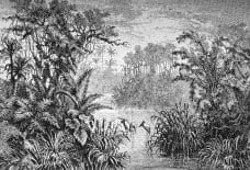 Tapisserie Jungle aux oiseaux